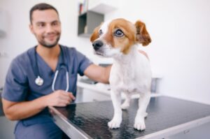 Como exercer a medicina veterinária em portugal