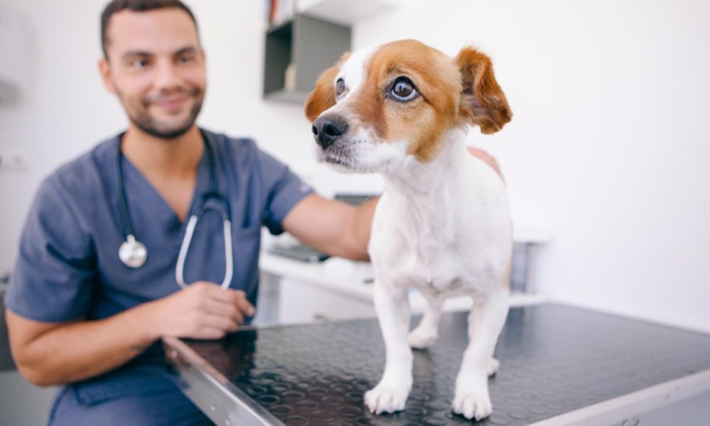 Como exercer a medicina veterinária em portugal